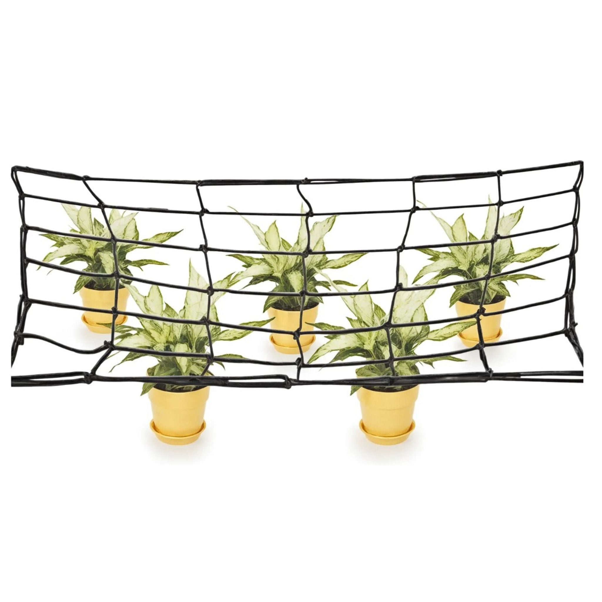 Tela Scrog 40x40 Até 120x120