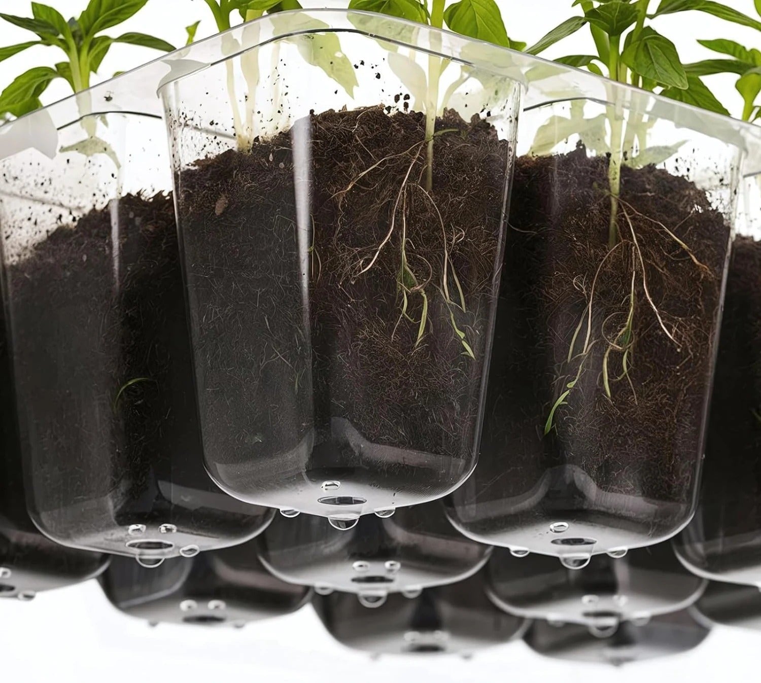 Mini estufa de germinação/clonagem sem led