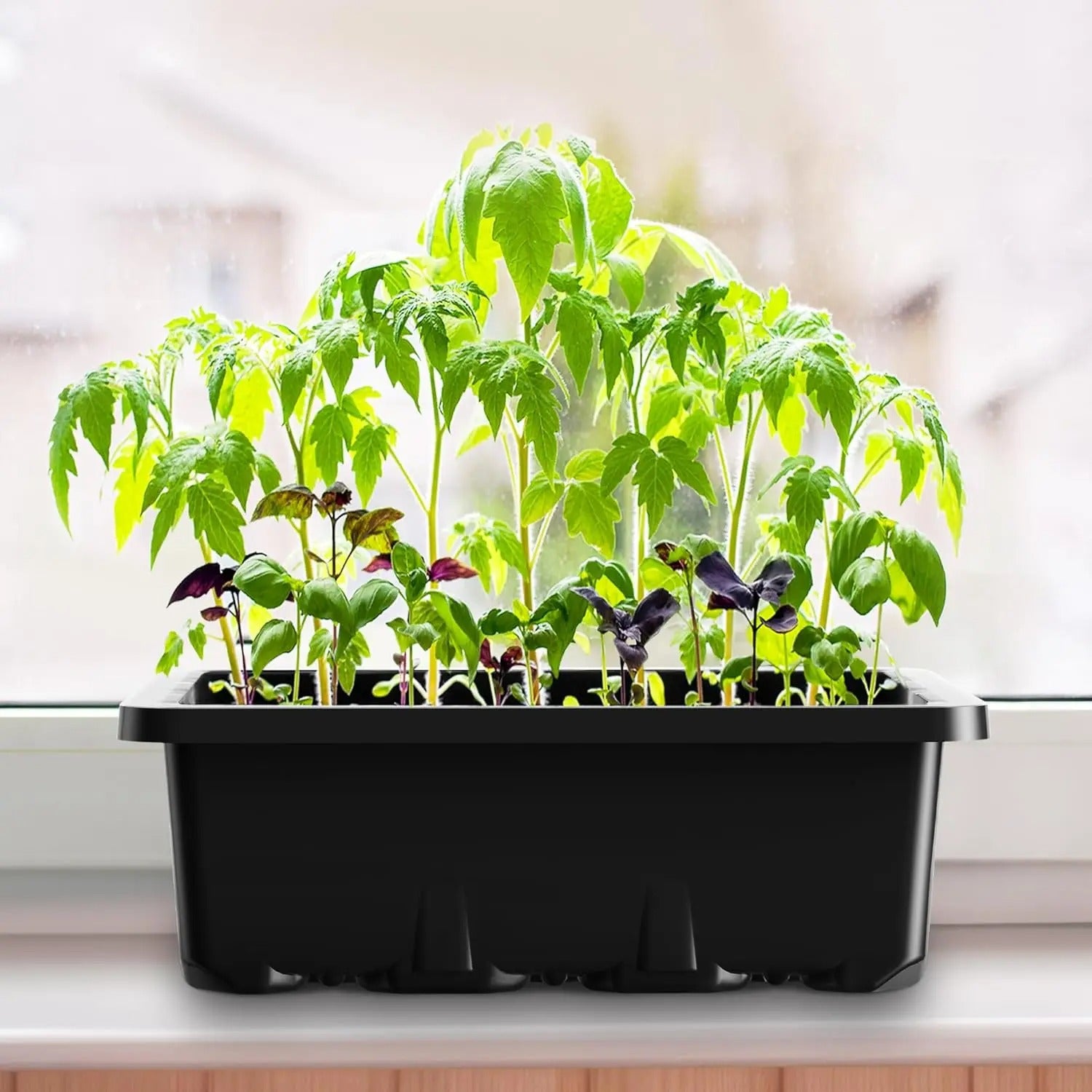 Mini estufa de germinação/clonagem sem led